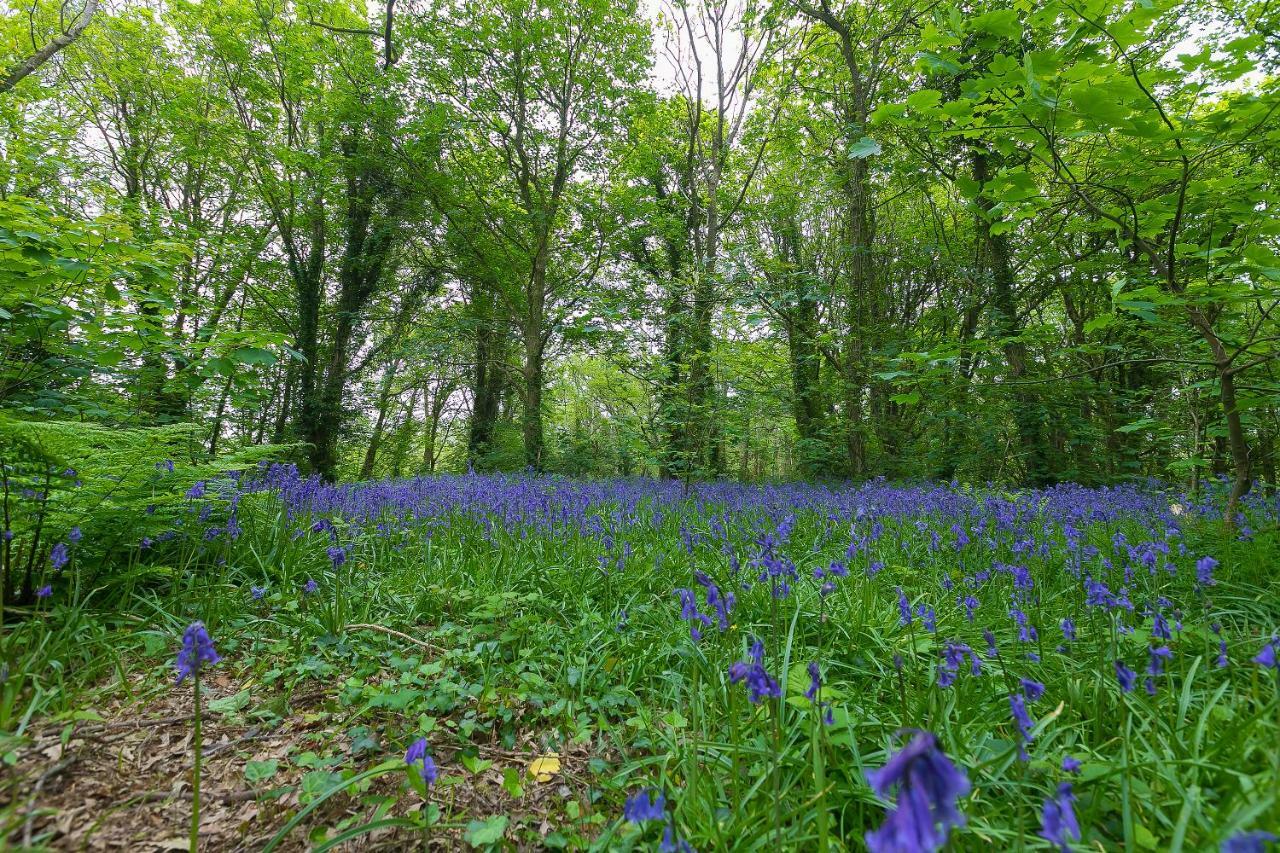 Cosy Woodland Home Uny Lelant Εξωτερικό φωτογραφία