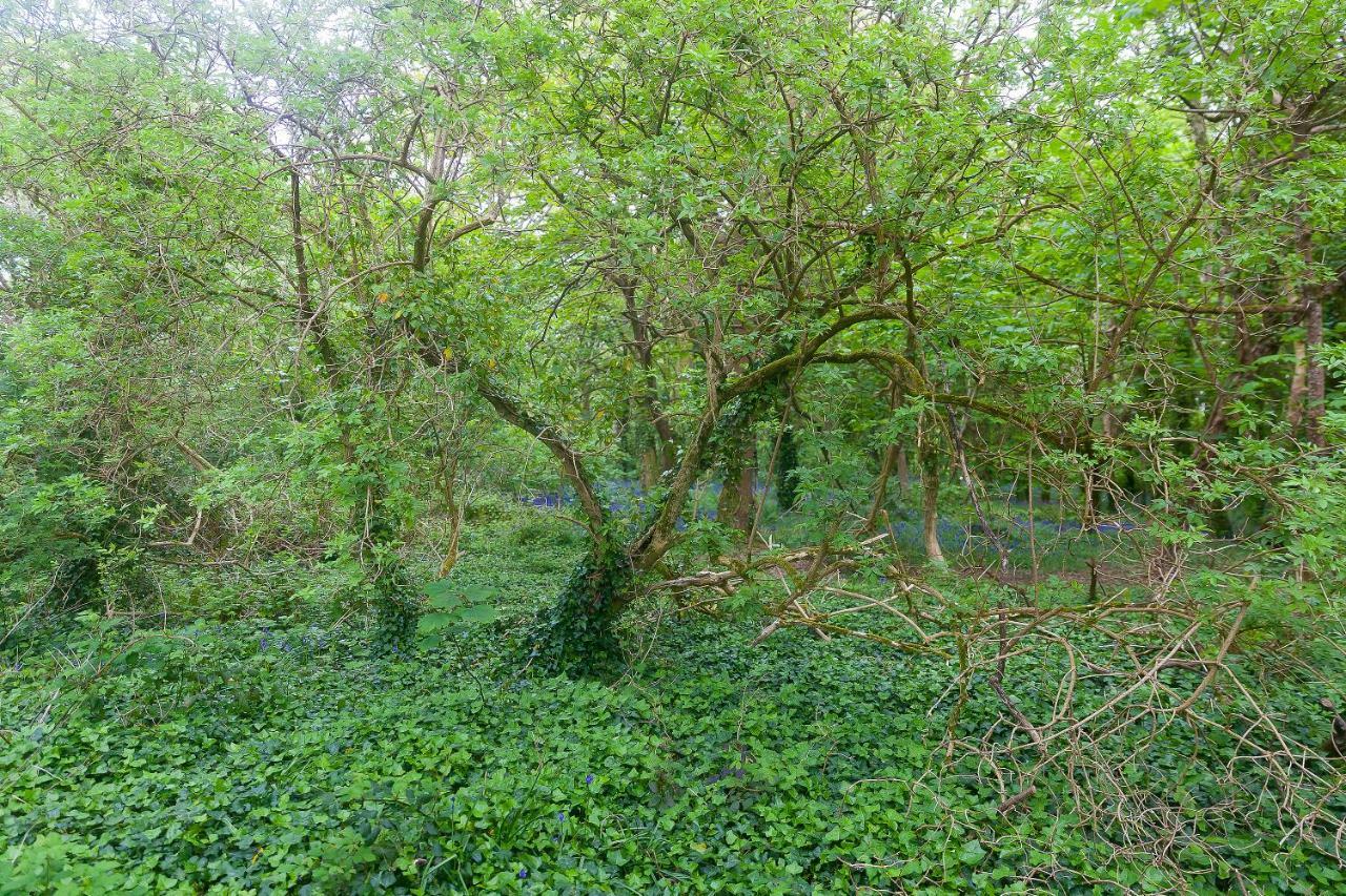 Cosy Woodland Home Uny Lelant Εξωτερικό φωτογραφία